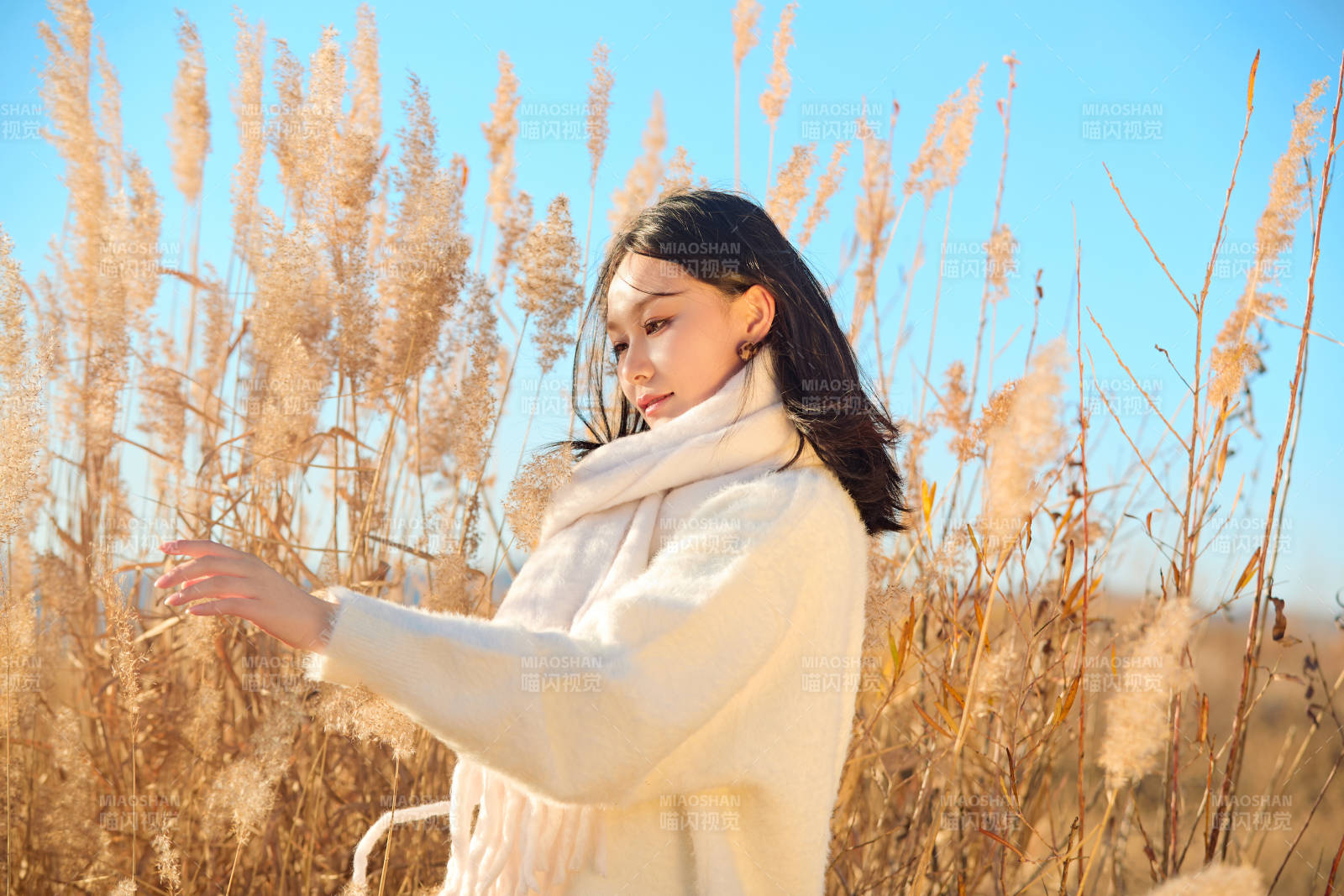 秋天晴朗的午后在芦苇荡里起舞的美女