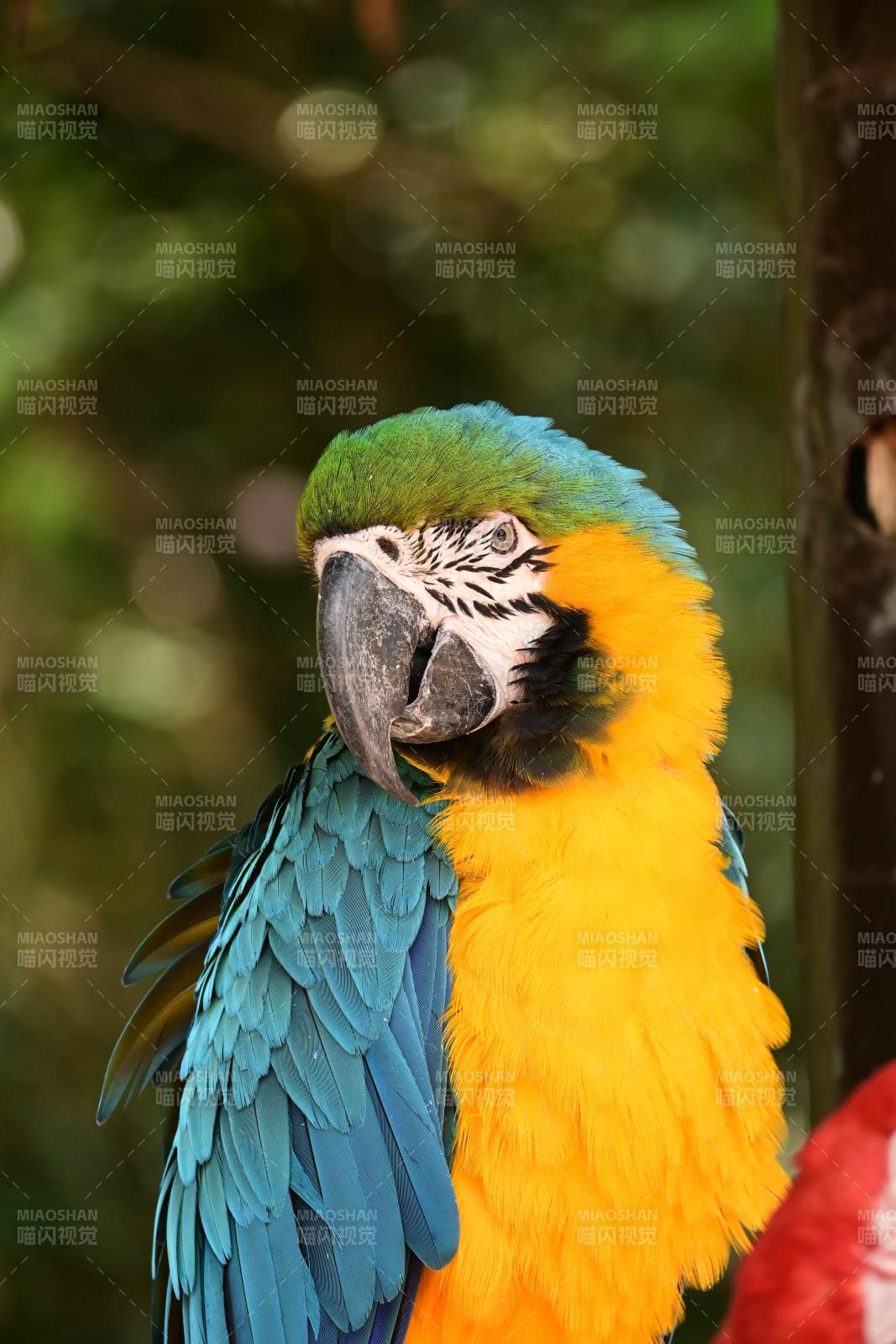 蓝黄金刚鹦鹉