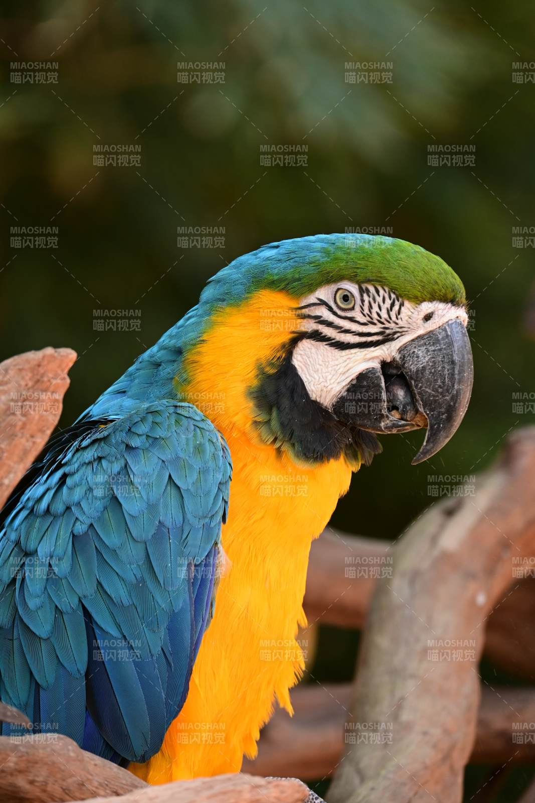 蓝黄金刚鹦鹉