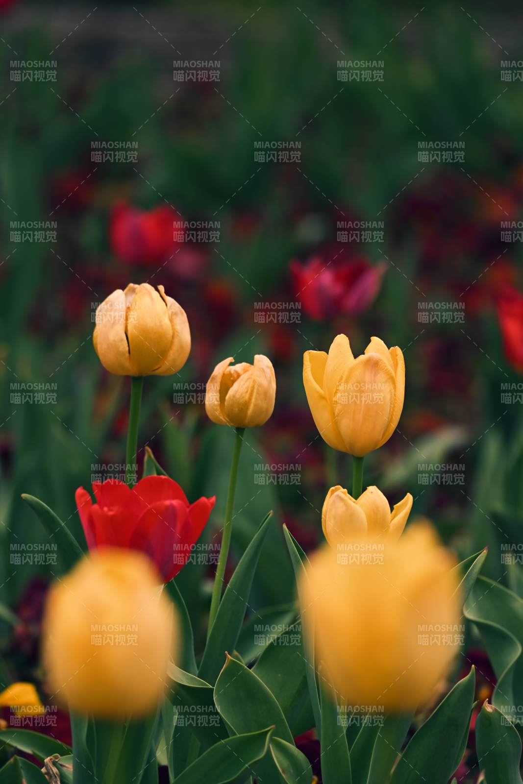 春日郁金香绽放