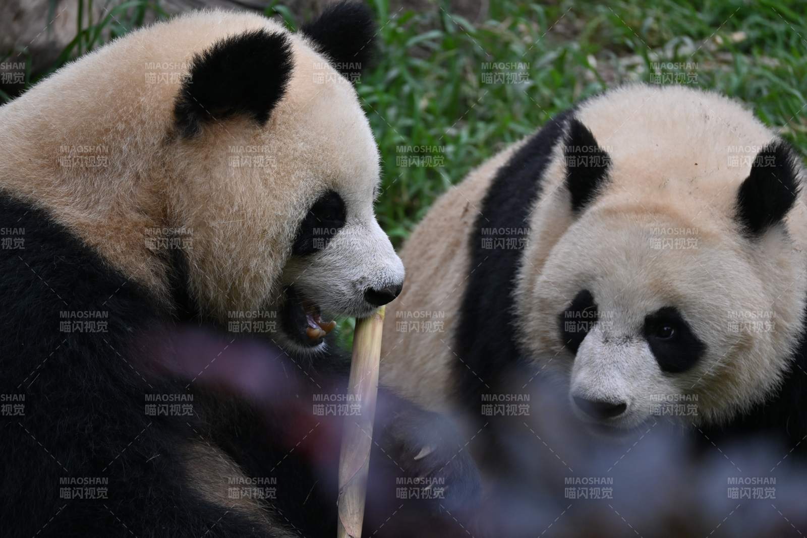 熊猫啃竹趣