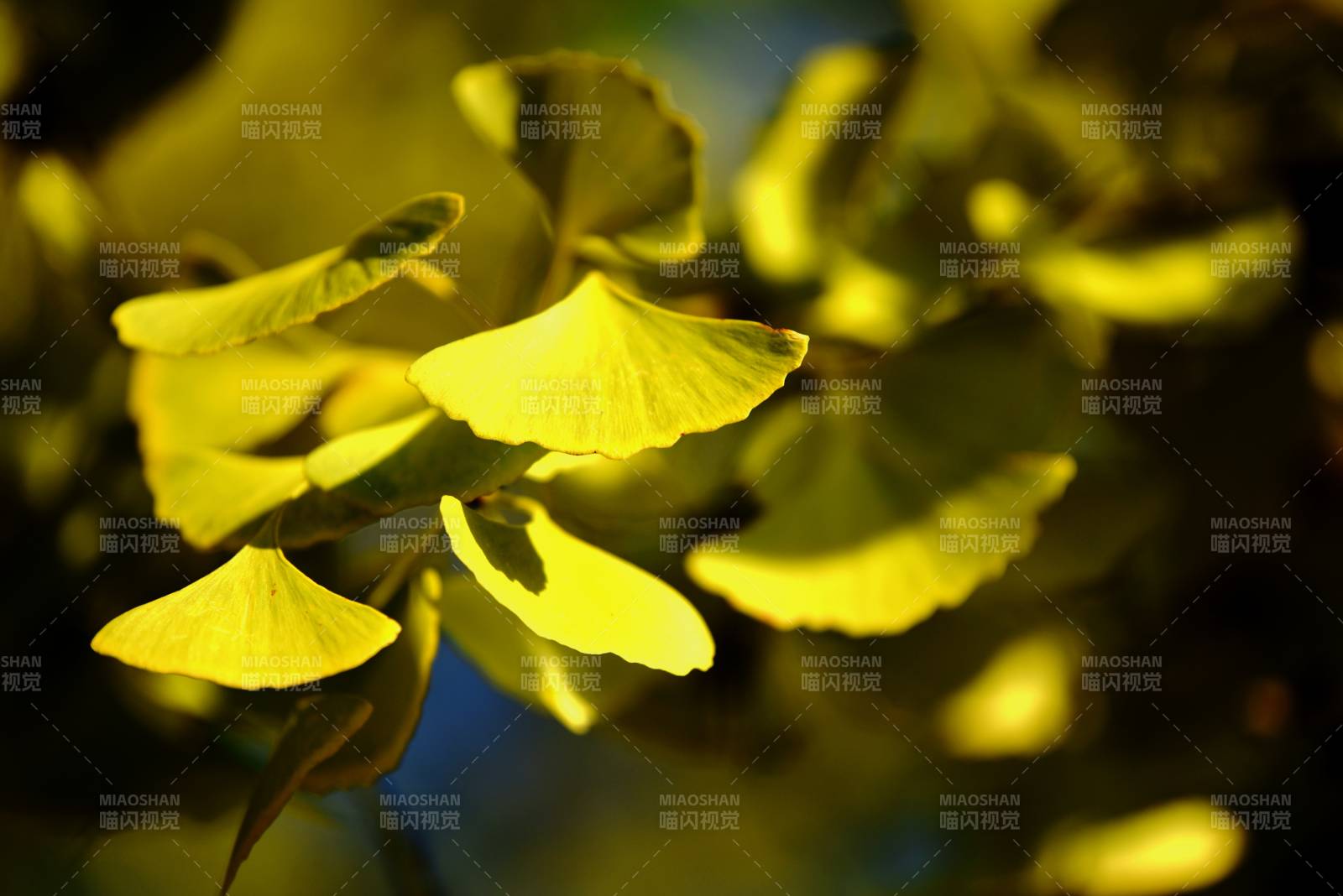 银杏叶黄秋意浓
