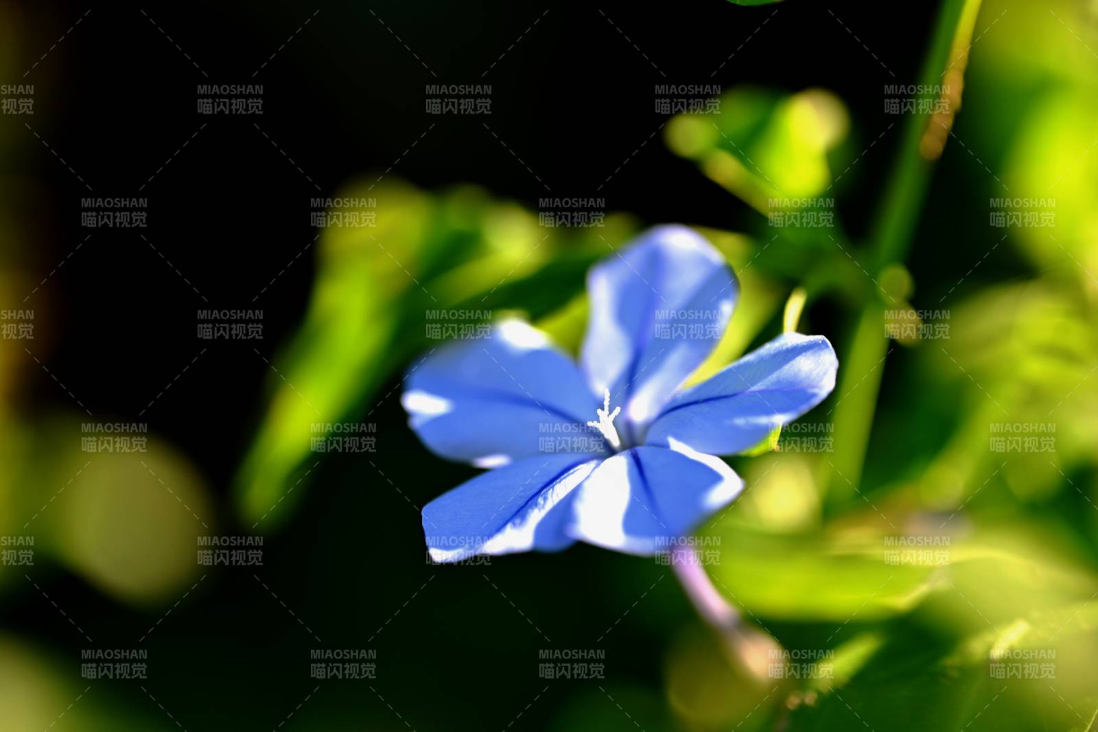 蓝花绽放绿叶间