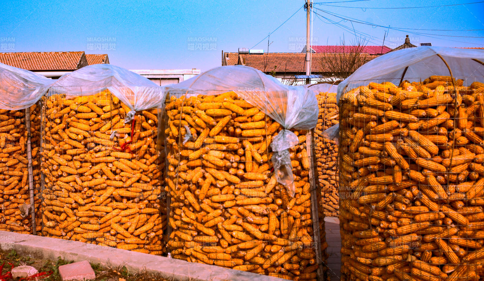 金黄玉米堆满袋