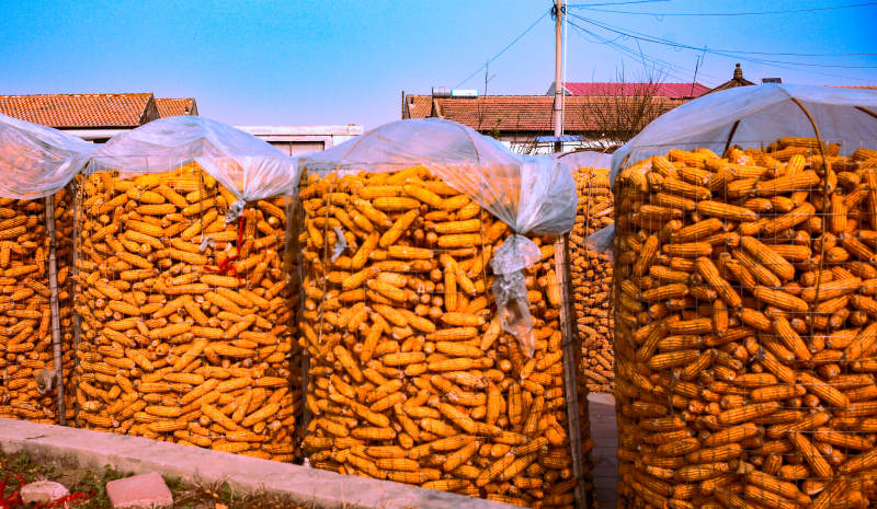 金黄玉米堆满袋