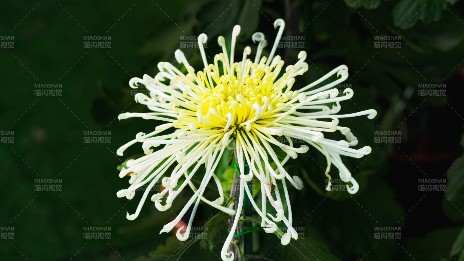 菊花绽放 洁白如雪