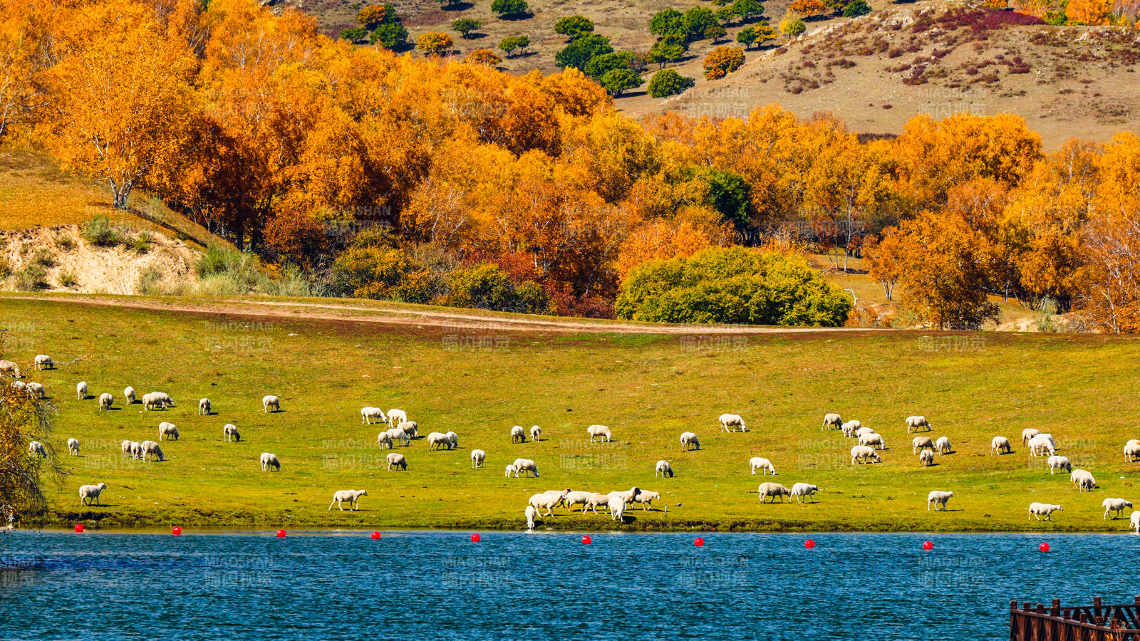 乌兰布统公主湖秋日牧场风光