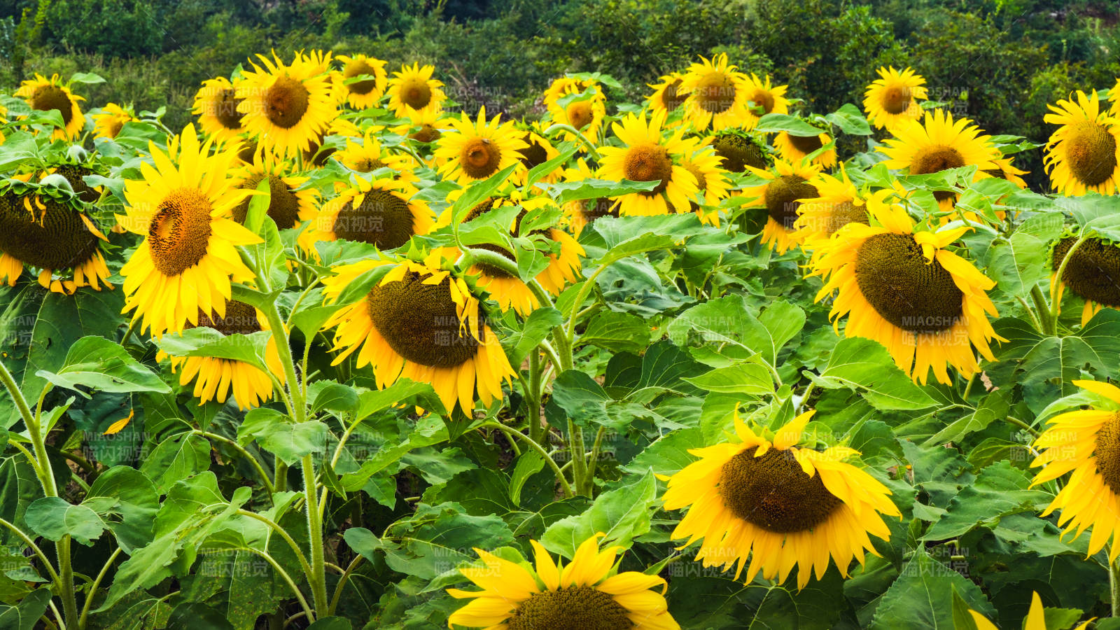 向日葵花海绽放