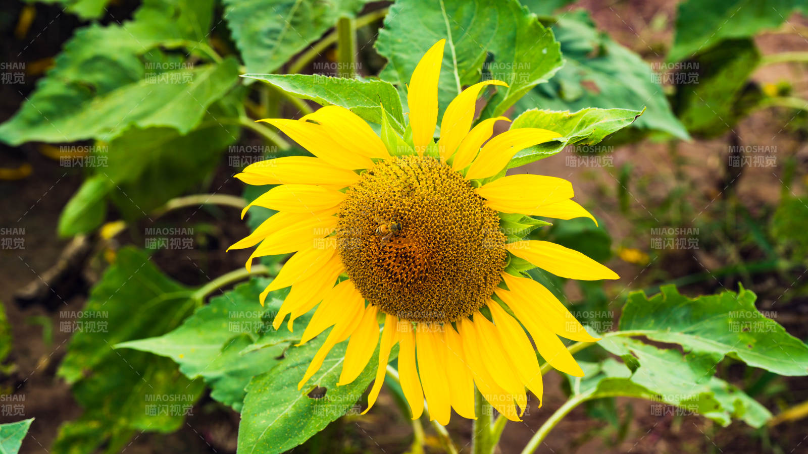 向日葵绽放