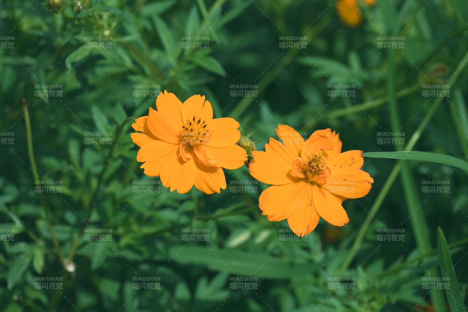 橙花绽放绿意中