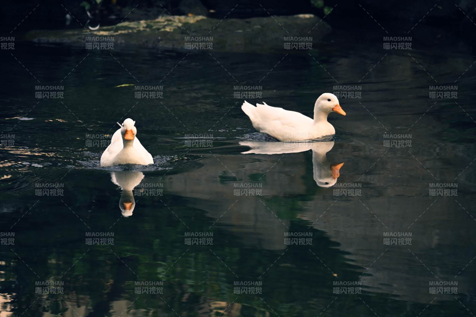 双鸭戏水镜中影