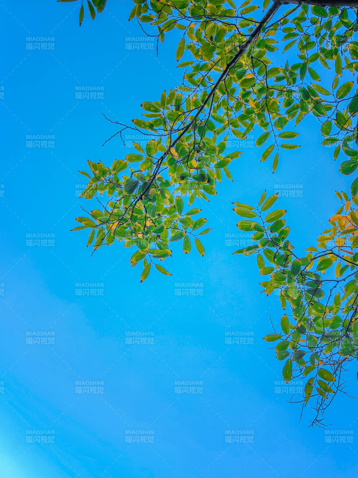 蓝天映衬绿叶枝