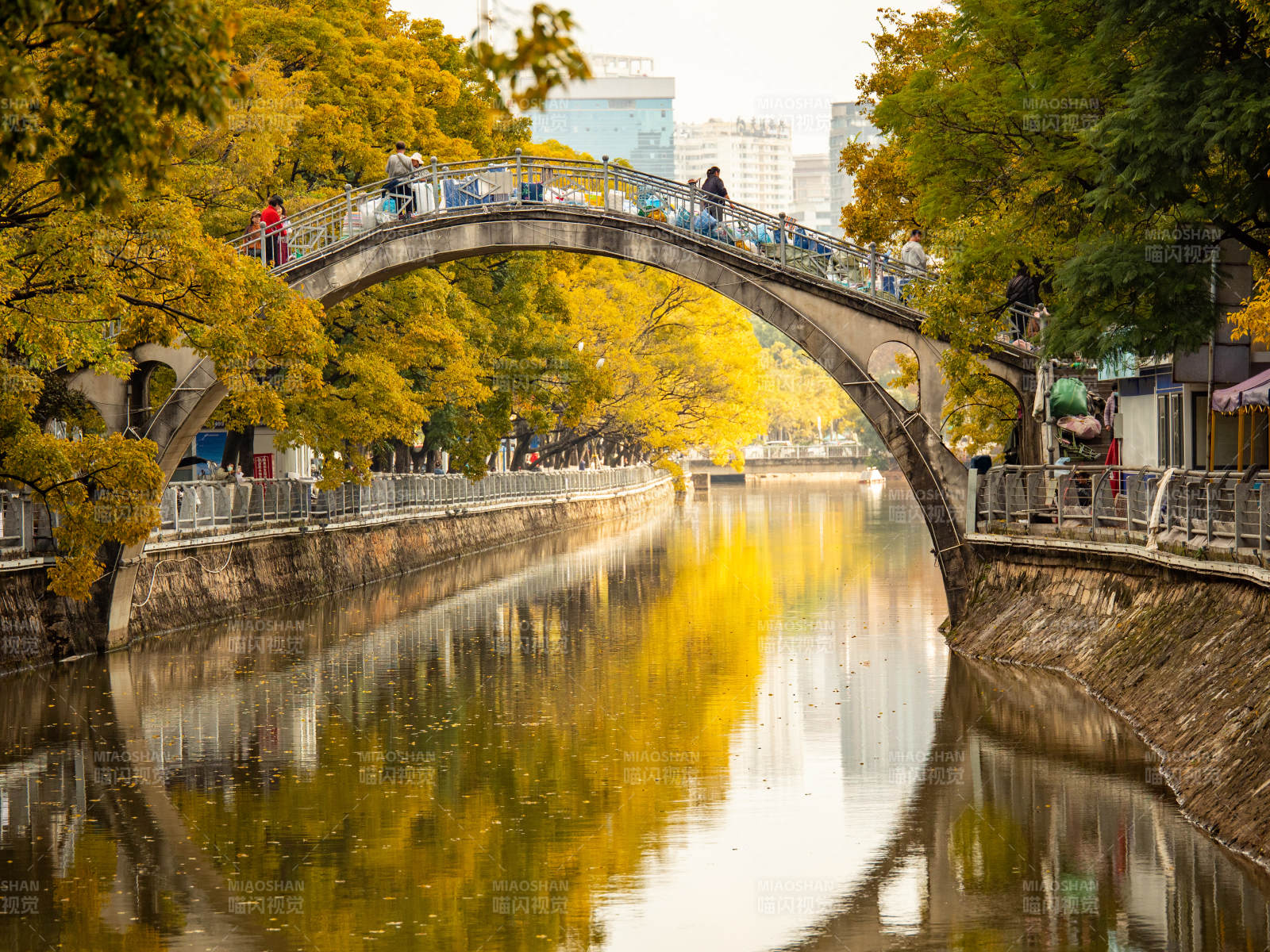 秋日昆明大观河河畔拱桥和滇朴黄叶美景