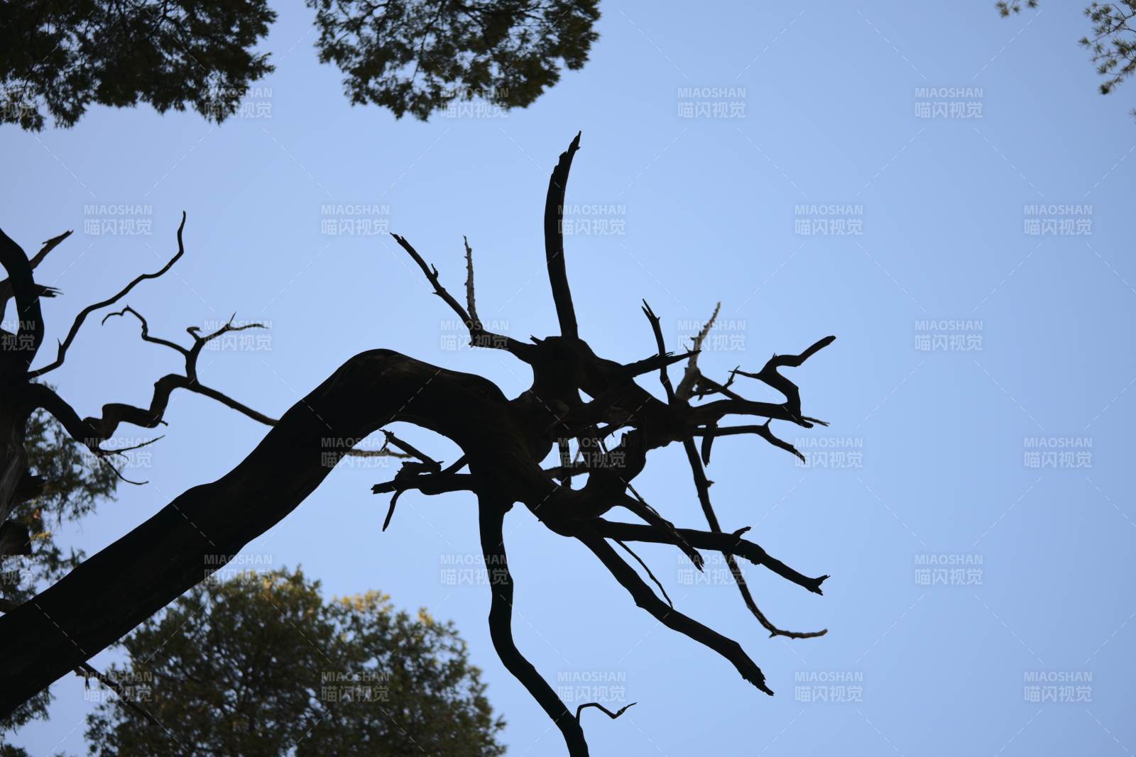 枯枝剪影映蓝天