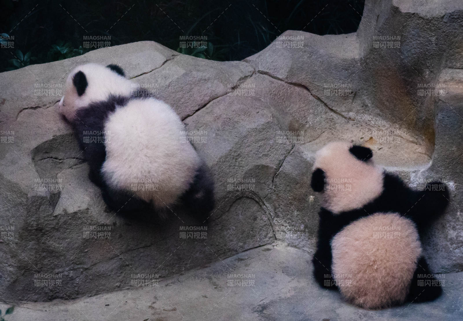 熊猫幼崽嬉戏图