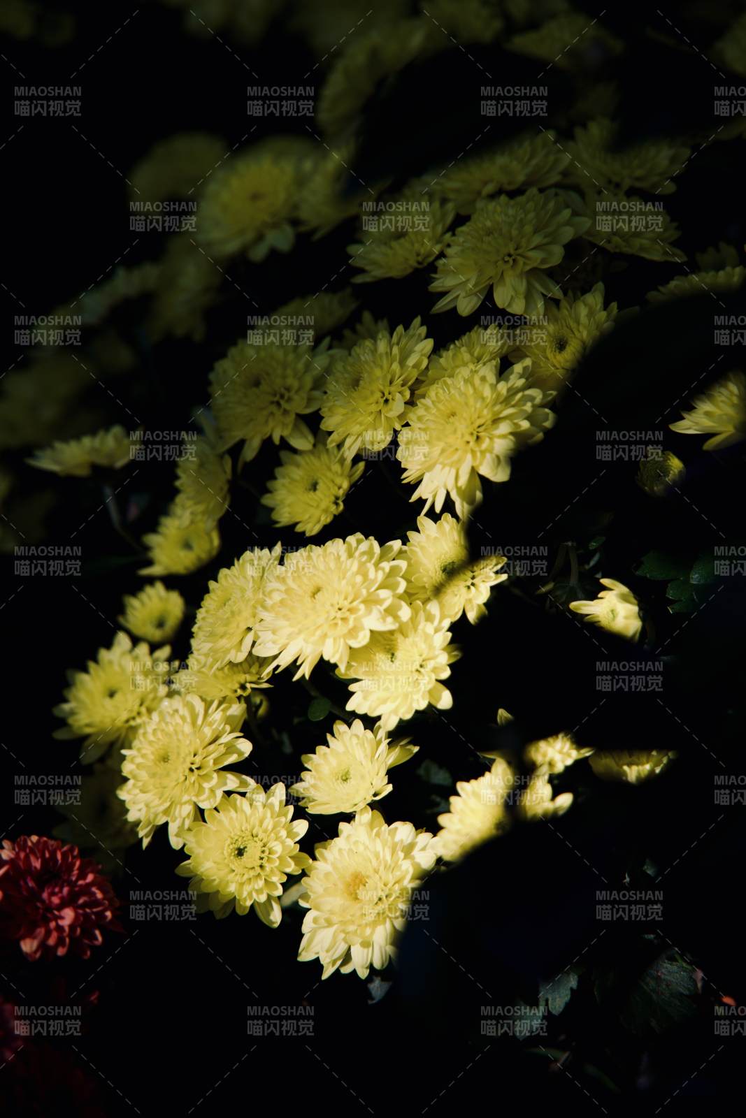 黄菊绽放夜影中