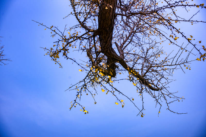 秋枝映蓝天
