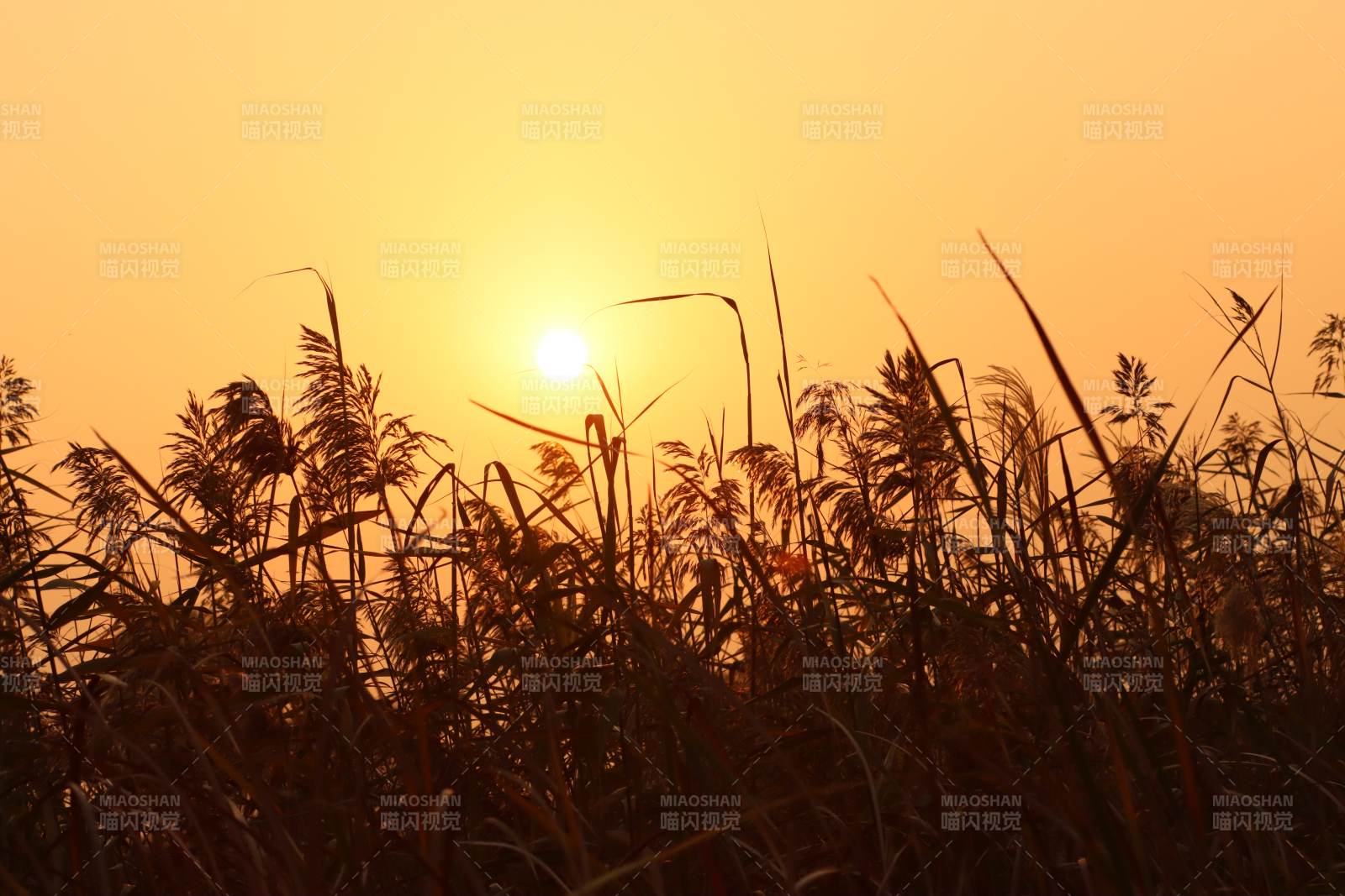 夕阳下的芦苇丛