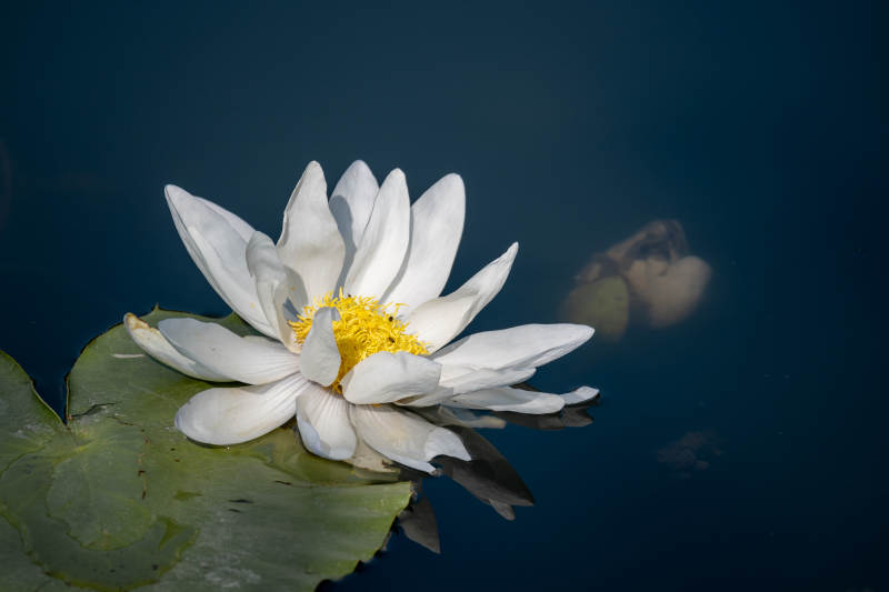 白莲静绽水中央