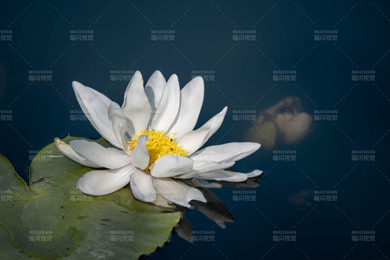 白莲静绽水中央