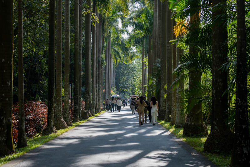 林荫道上行人悠然