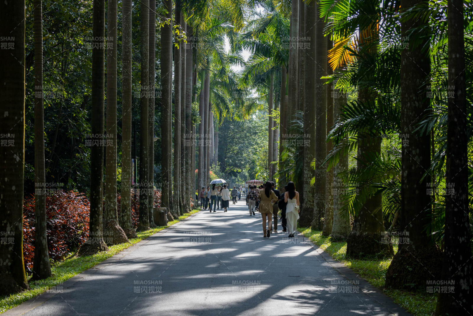 林荫道上行人悠然