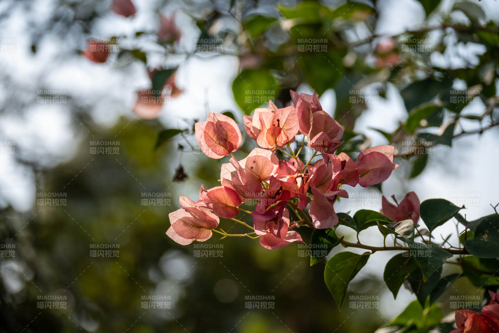 粉红三角梅绽放