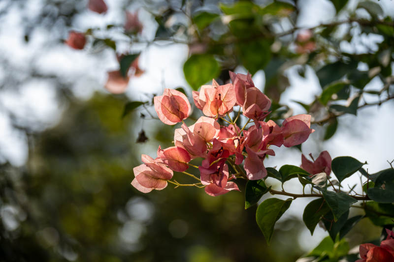 粉红三角梅绽放