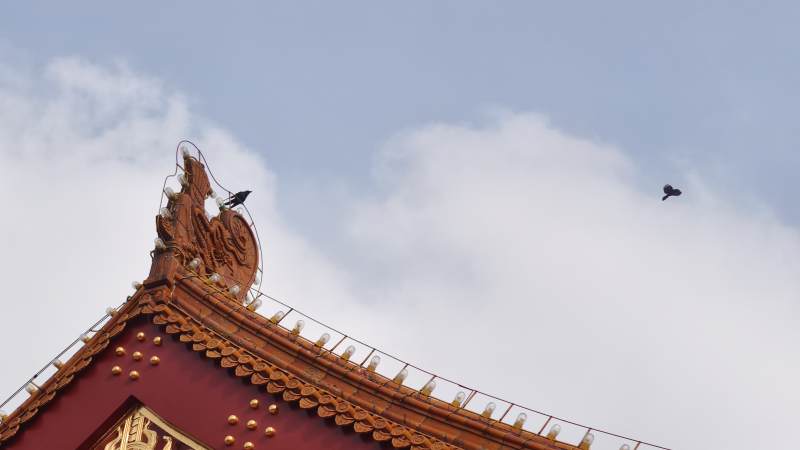 飞鸟掠过城楼古殿檐角