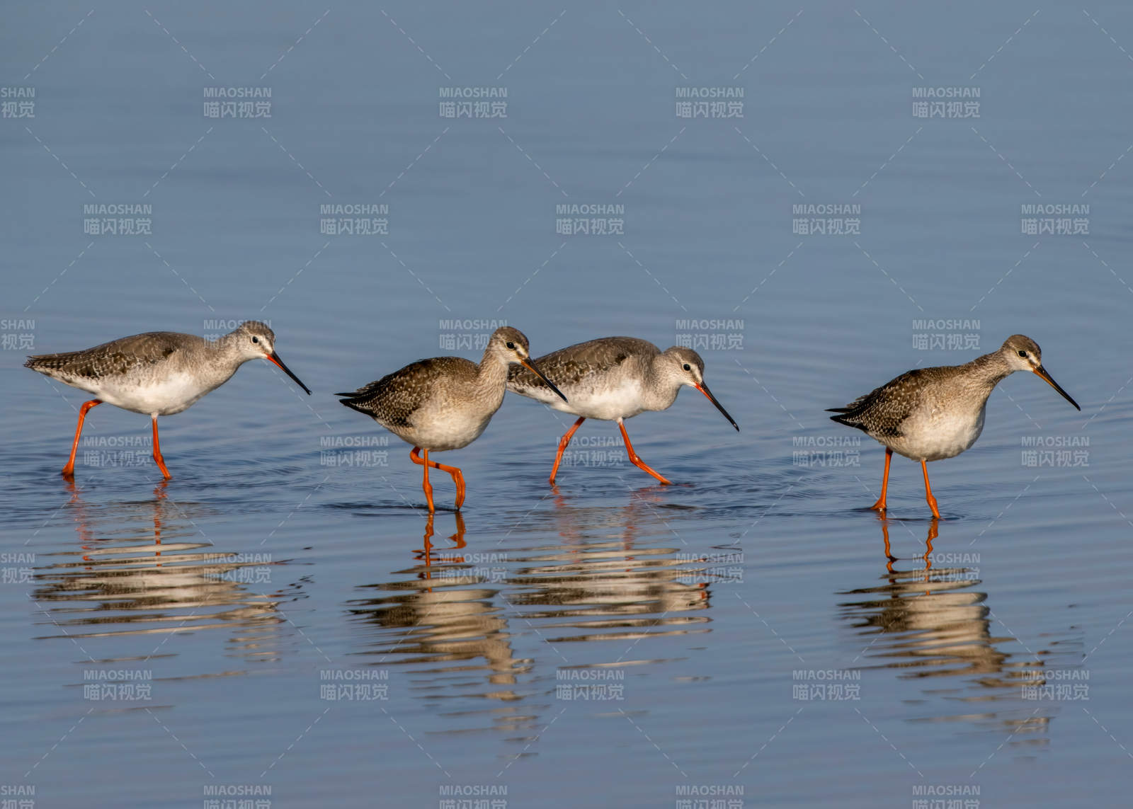 紅腳鷸群水邊覓食