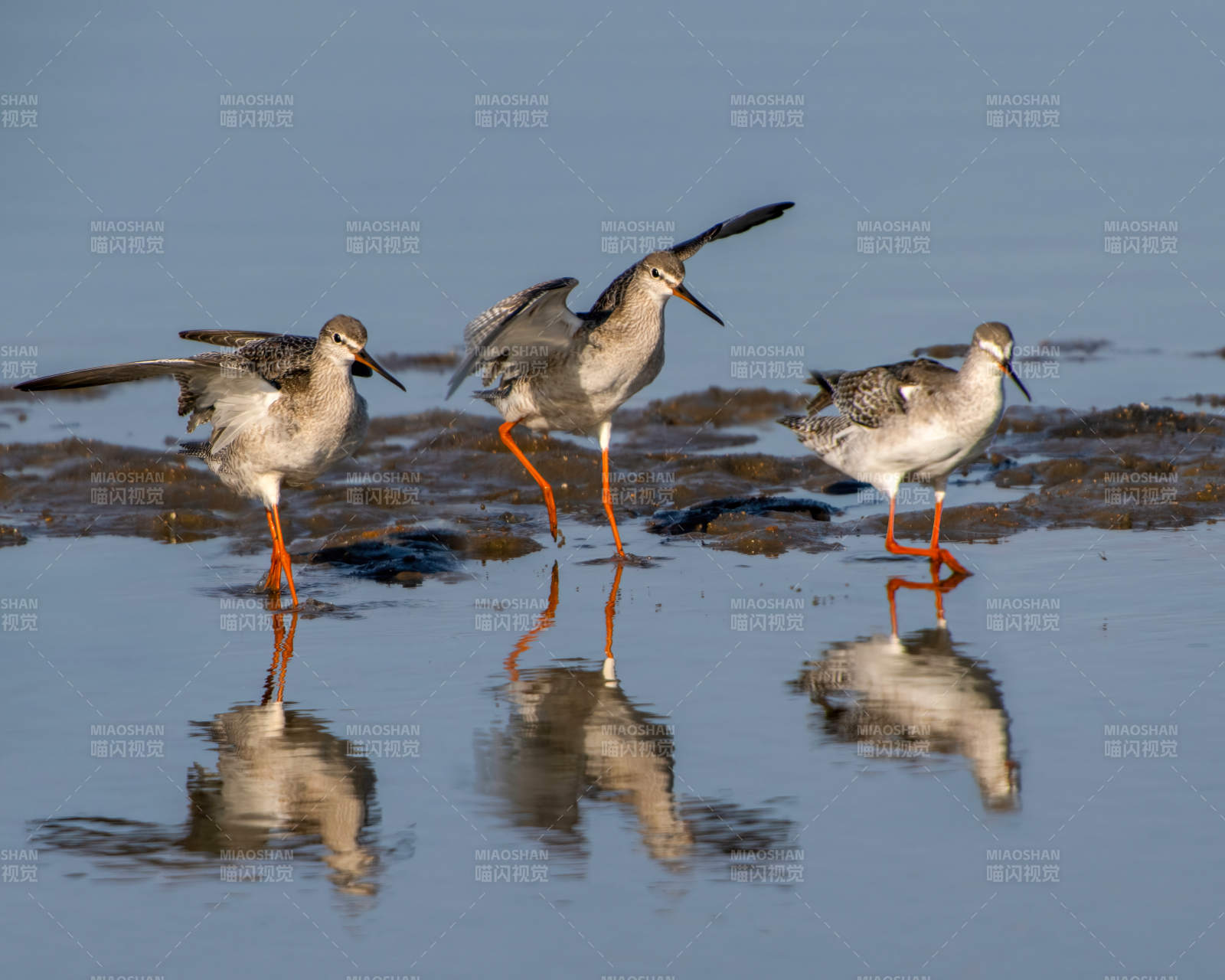 紅腳鷸水邊覓食