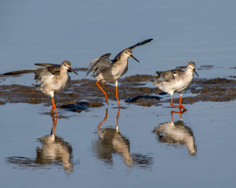 紅腳鷸水邊覓食