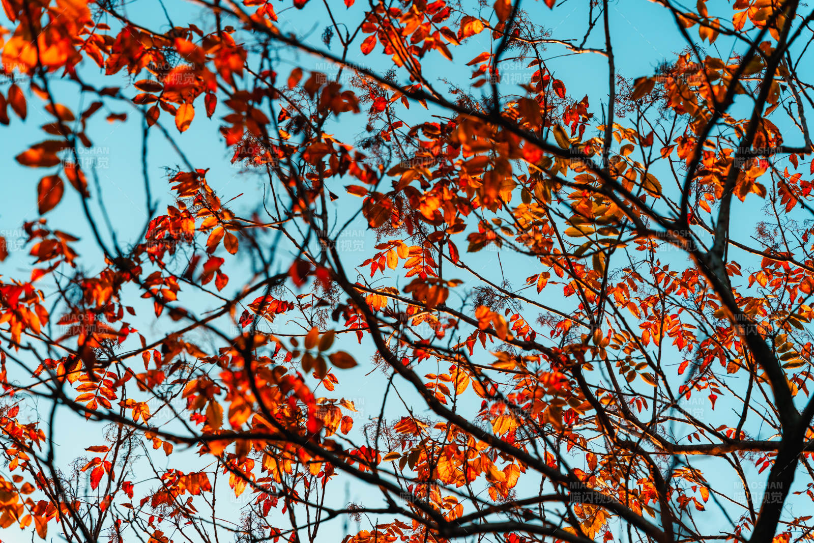 秋叶映蓝天