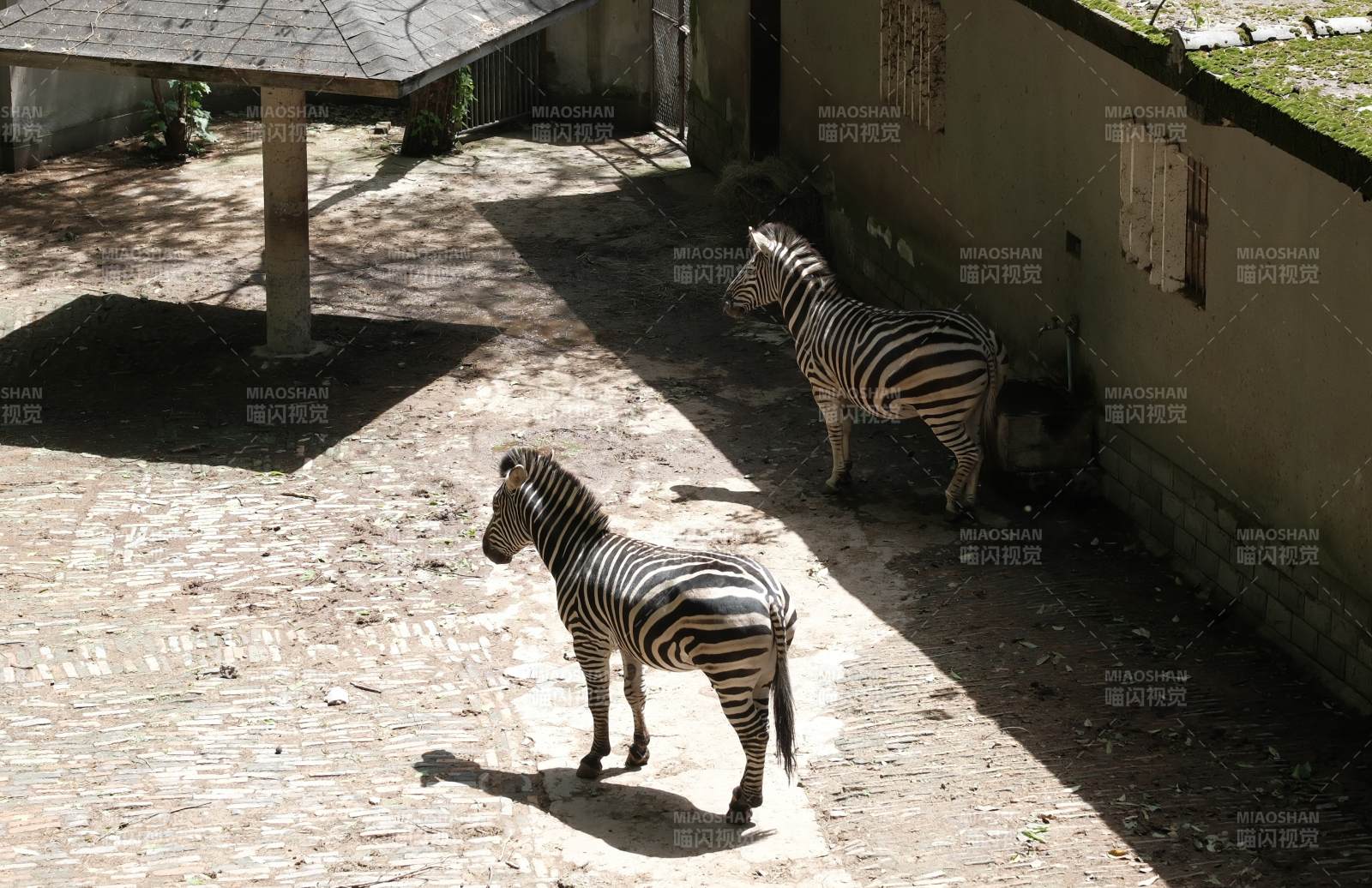 斑马在阳光下漫步