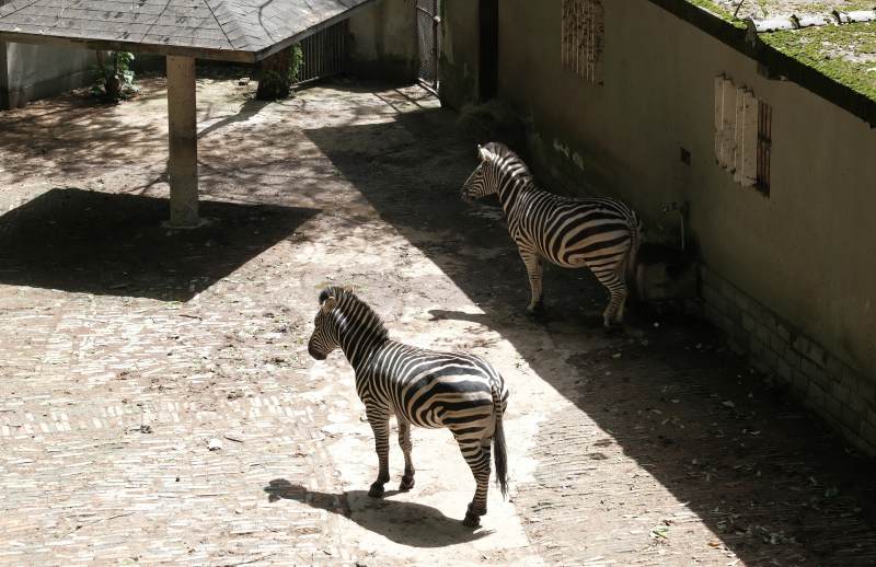 斑马在阳光下漫步