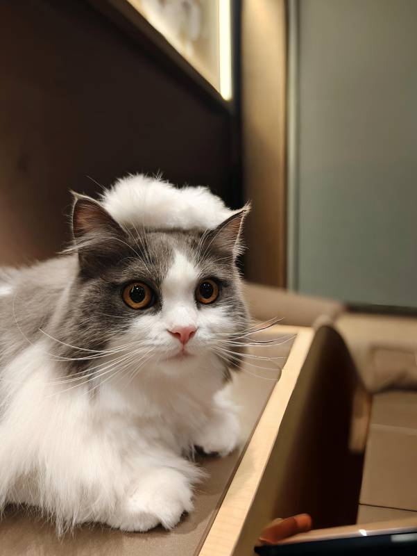 猫咪戴帽萌态十足