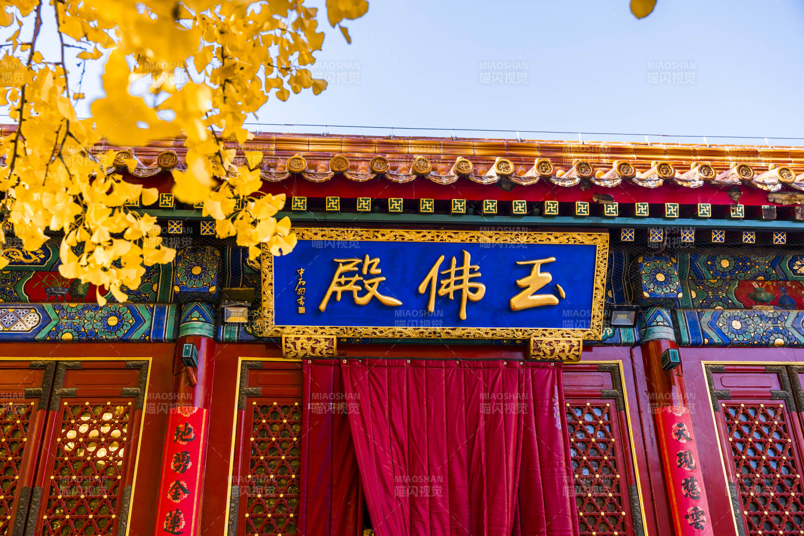 玉佛殿前银杏黄