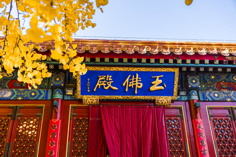 玉佛殿前银杏黄