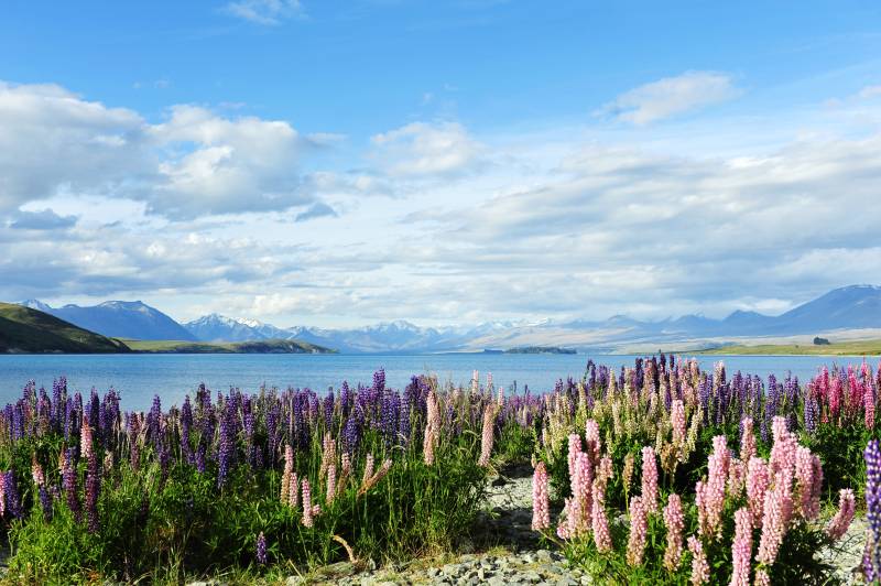 新西兰 湖畔花海映雪山