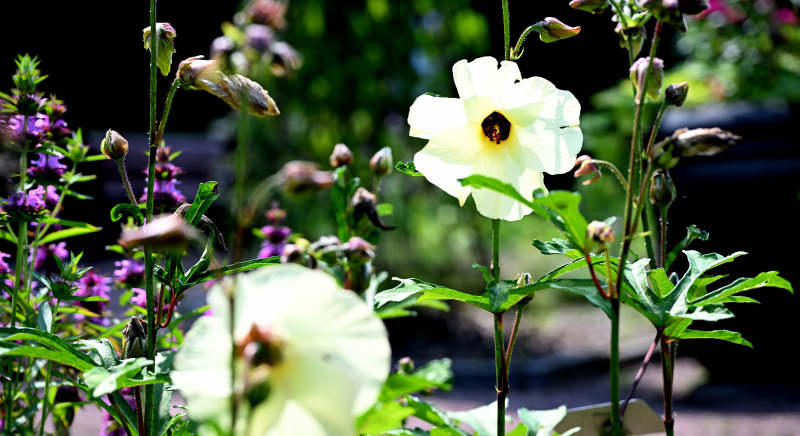 黄蜀葵花影婆娑