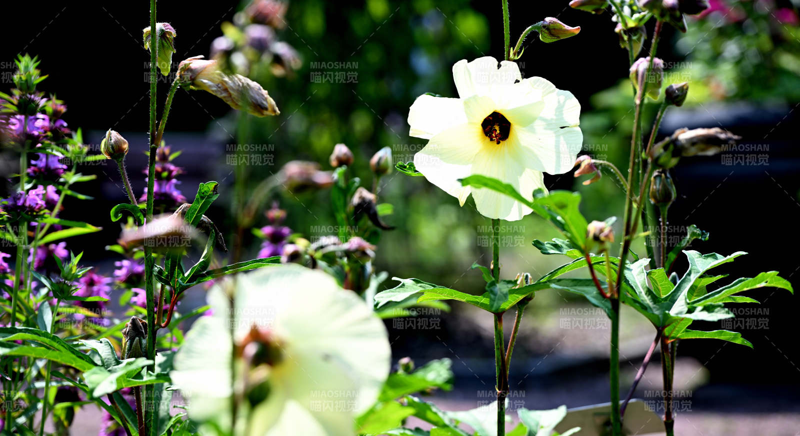黄蜀葵花影婆娑
