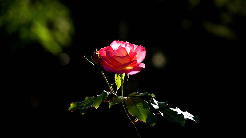 玫瑰绽放于暗影中