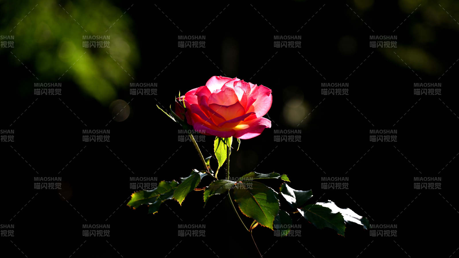 玫瑰绽放于暗影中