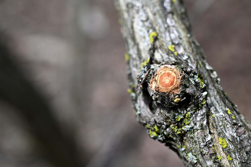 树干上的年轮特写
