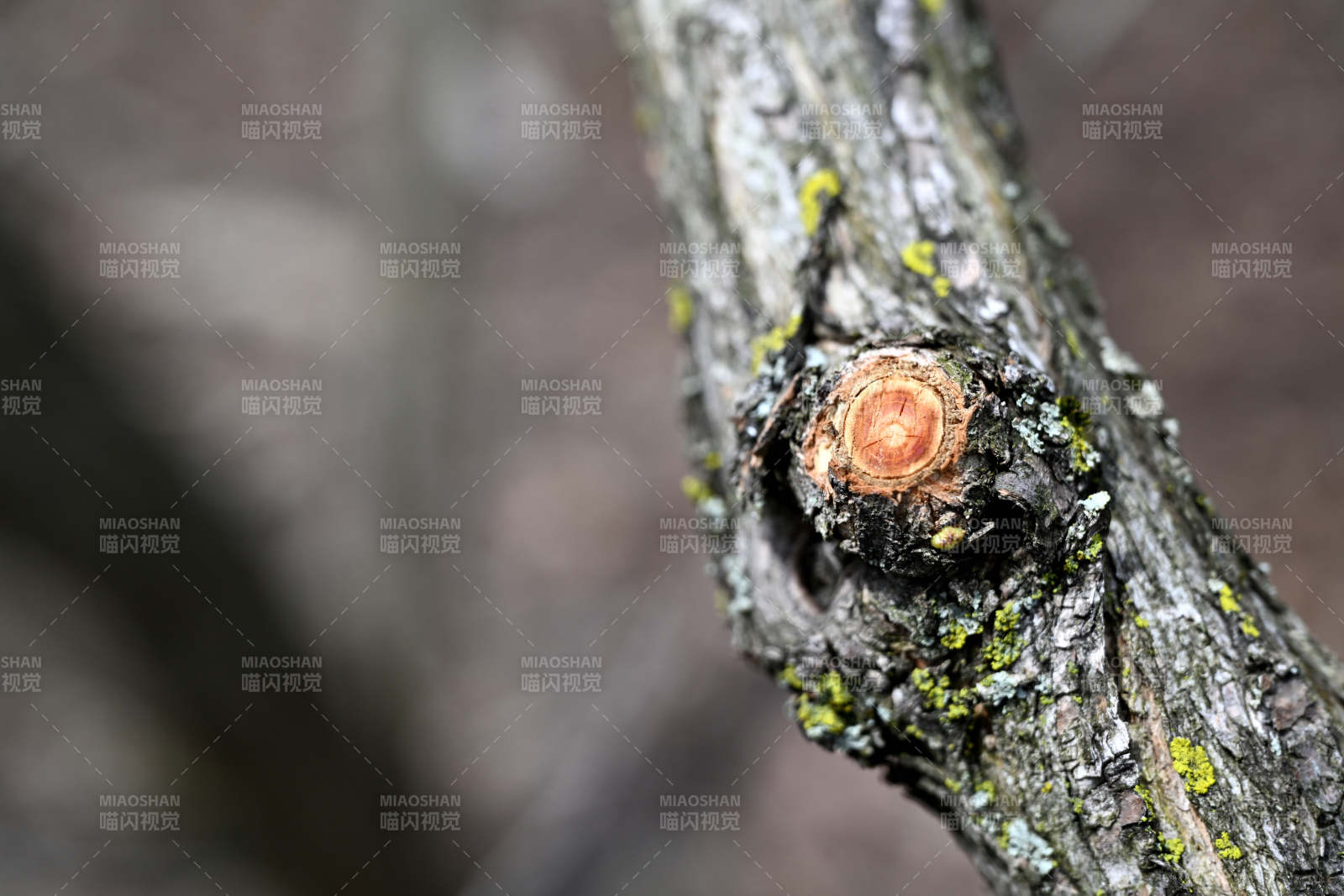 樹干上的年輪特寫