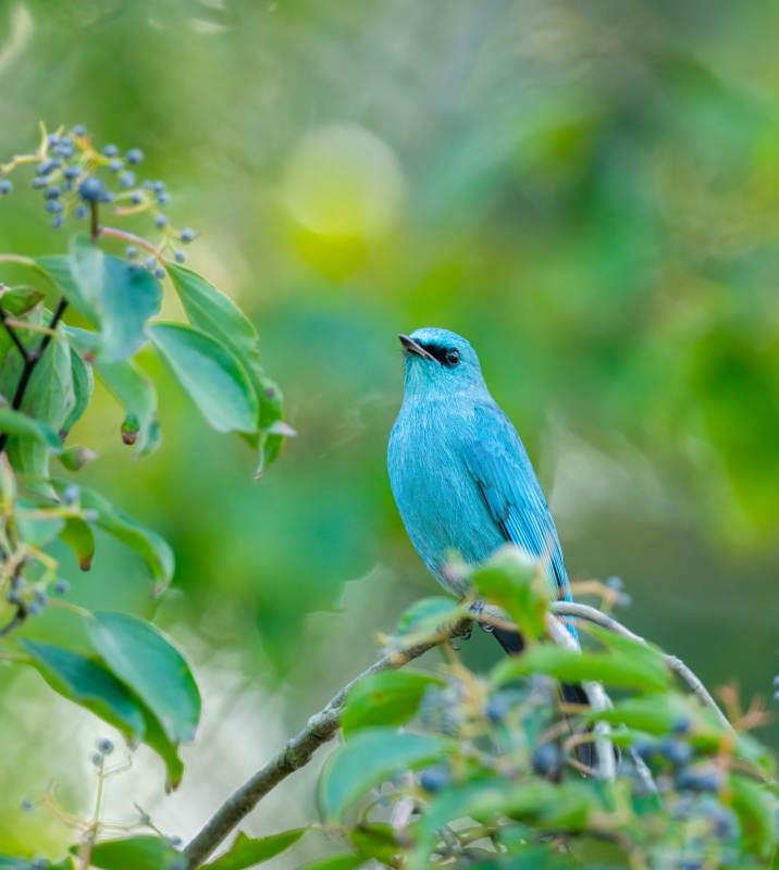 蓝鸟栖枝 绿意盎然
