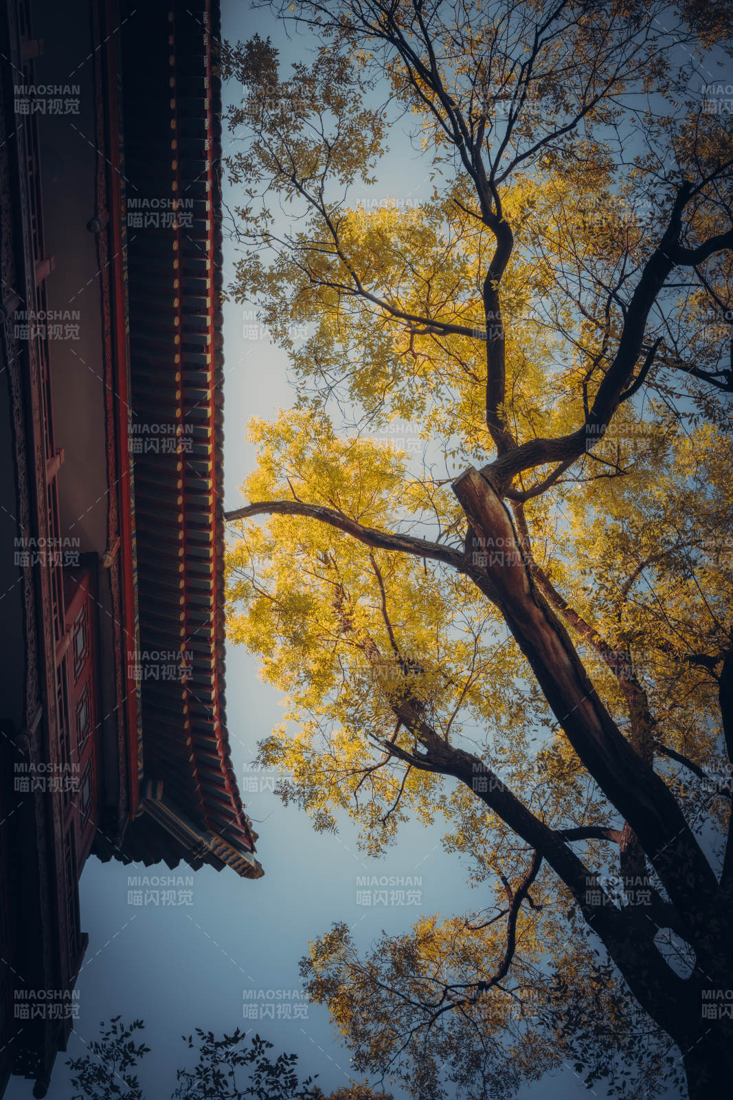 八大处大悲寺秋树映古檐