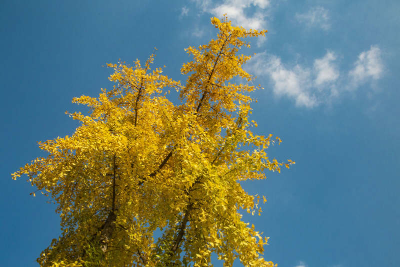 金秋树冠映蓝天