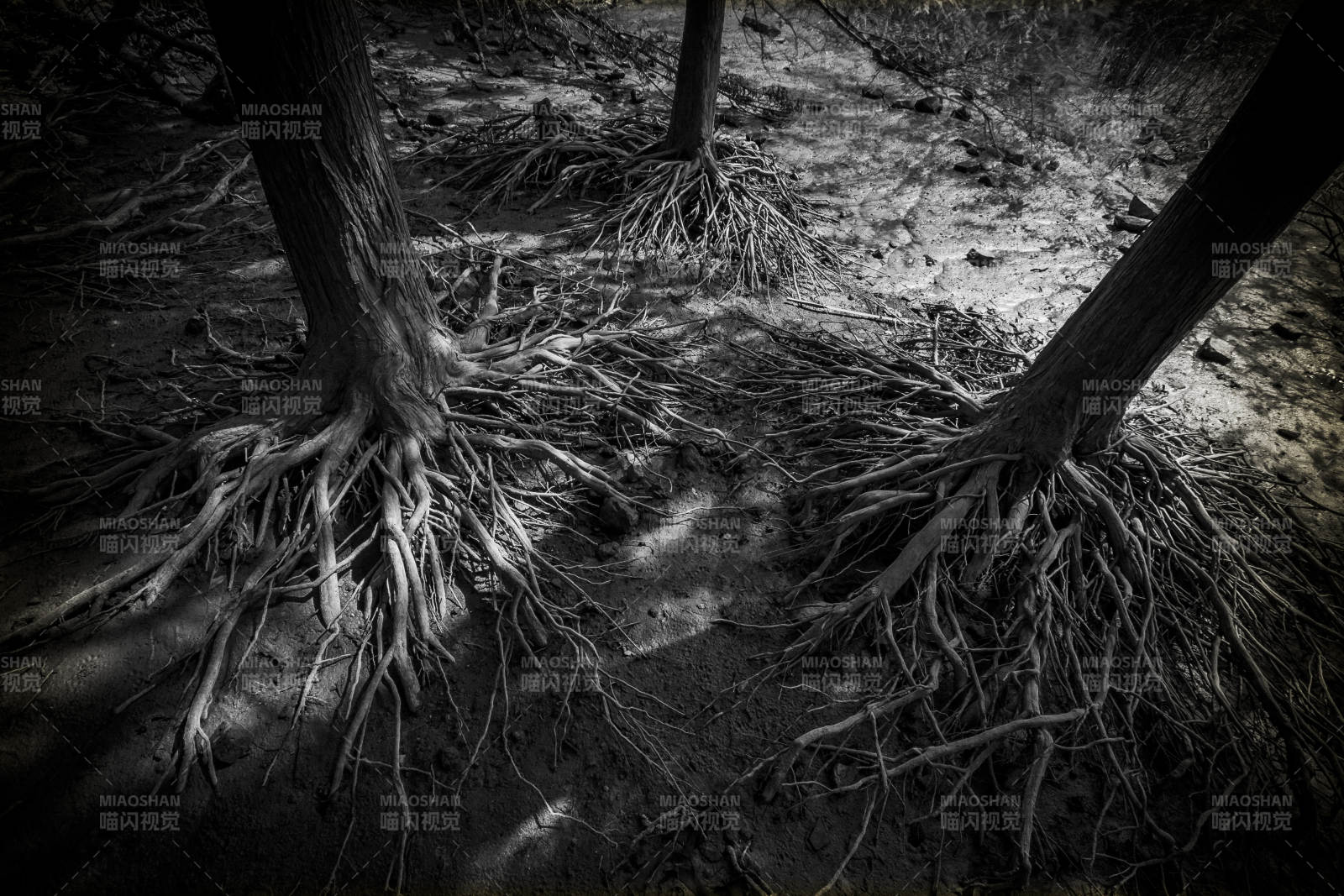 树根交错的幽暗森林