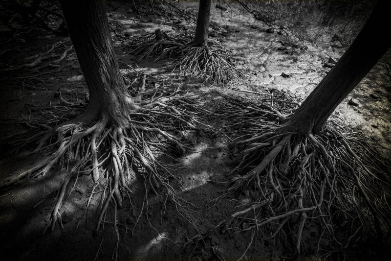 树根交错的幽暗森林
